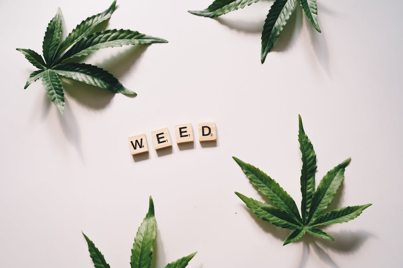 Cannabis leaves arranged around letter tiles spelling WEED on a clean white surface.