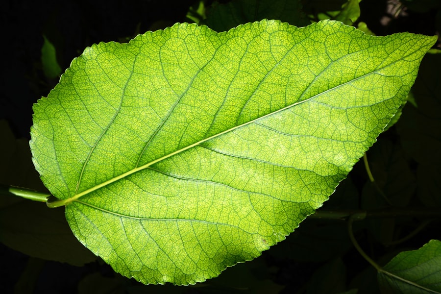 Sativa Leaf