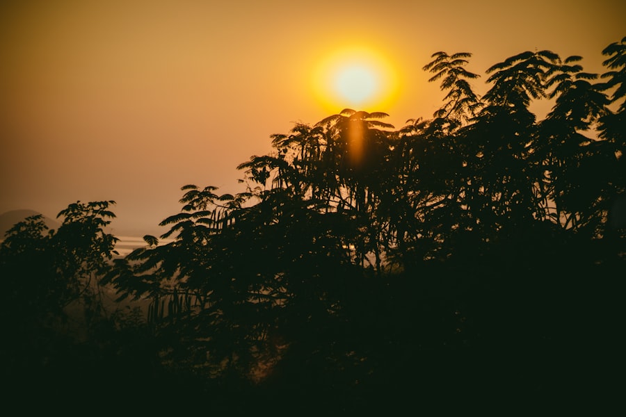 Sunrise over cannabis field