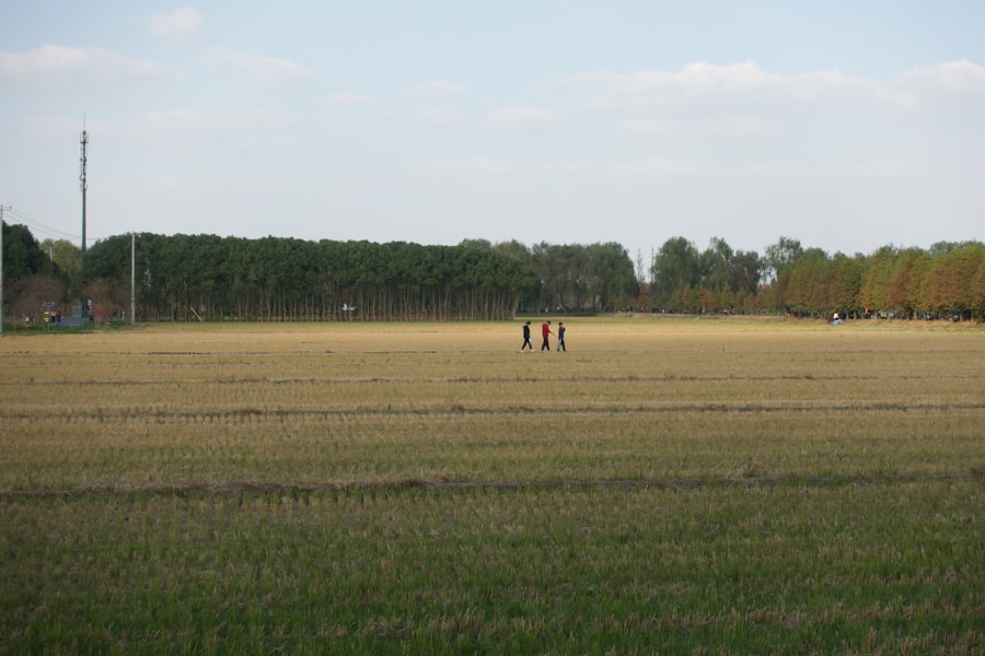 Sativa field