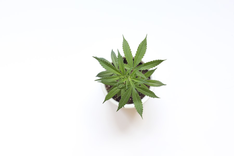 Cannabis plant