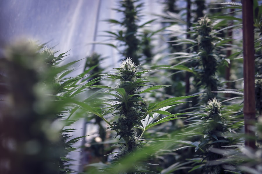 Sativa buds