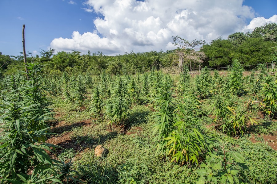 Cannabis field
