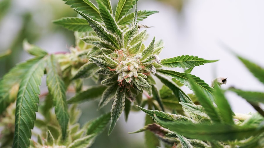 Cannabis plant