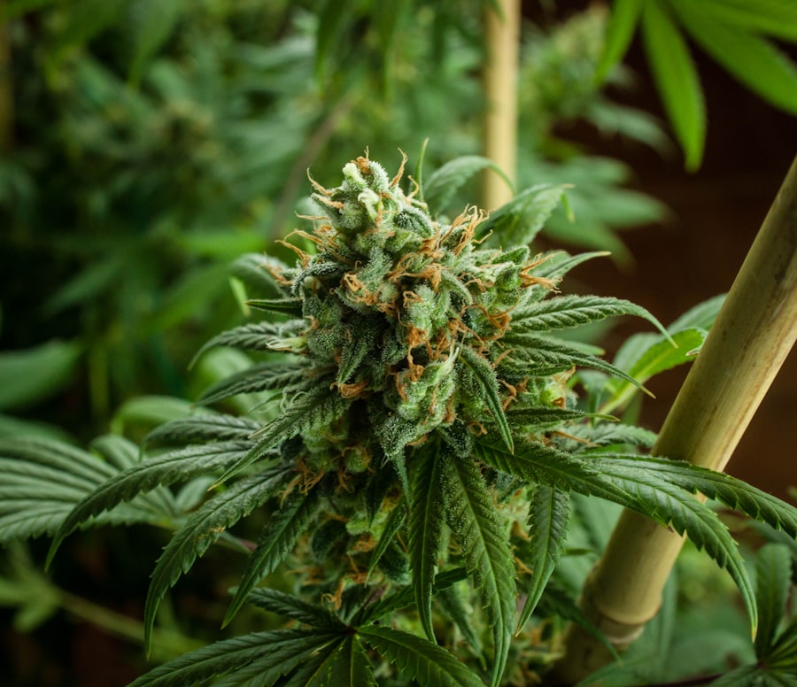 Cannabis plants
