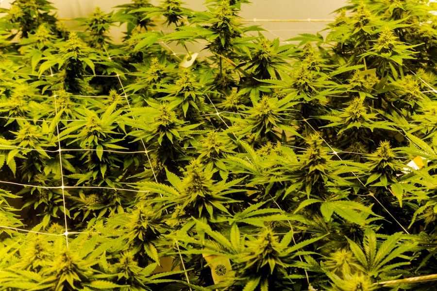 Cannabis plant