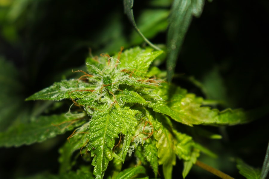 Cannabis plant