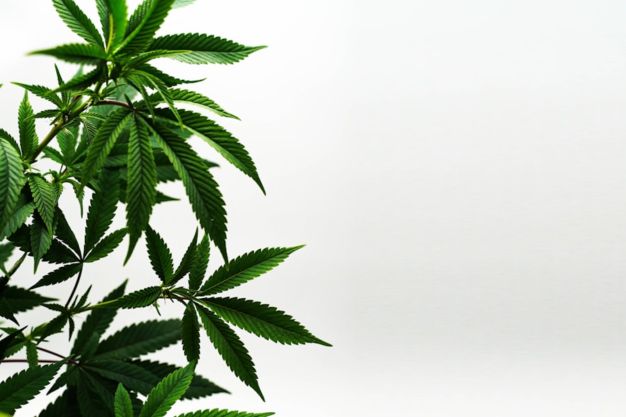 Cannabis leaf