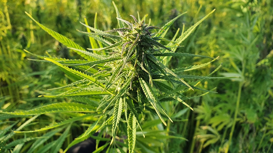 Cannabis leaf