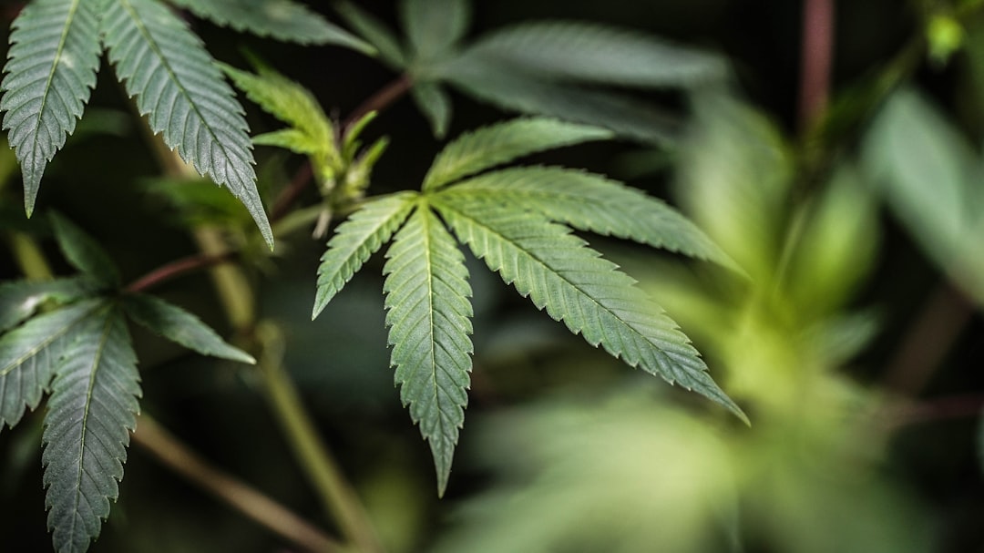 Photo Cannabis leaf