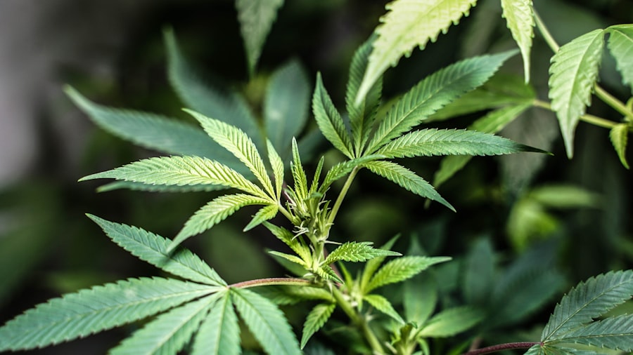 Photo Cannabis leaf