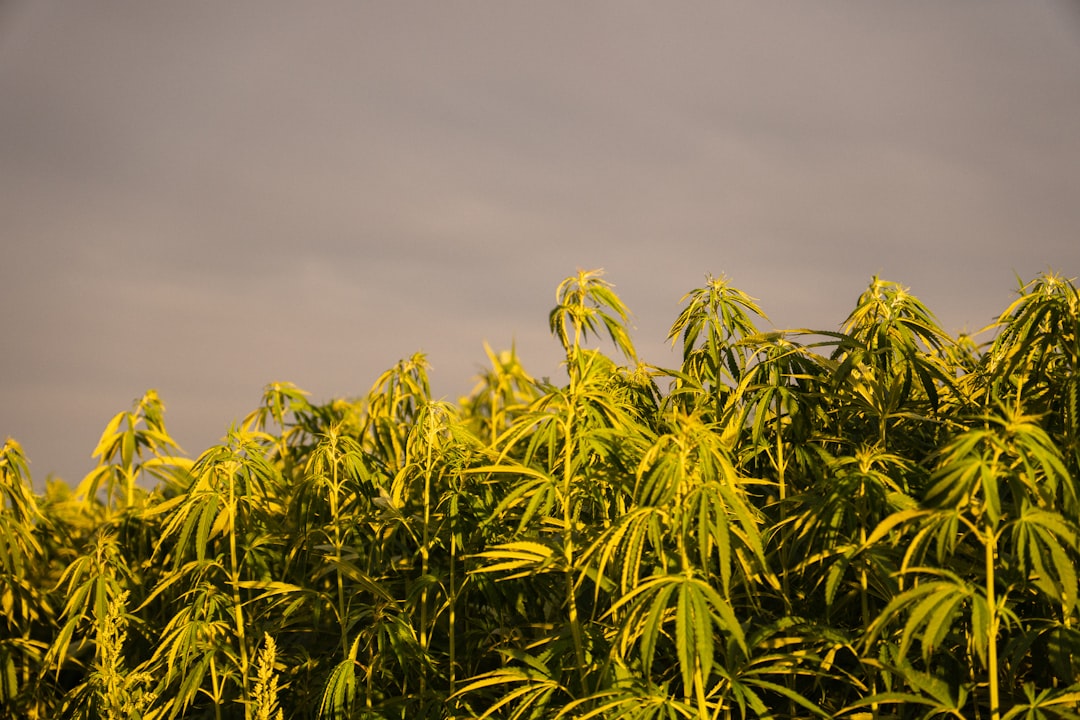 Photo Sunrise over cannabis field