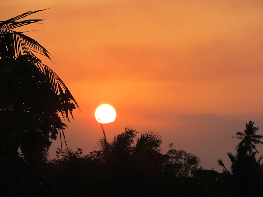 Photo Sunrise over cannabis field