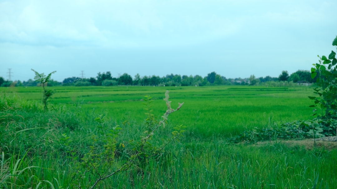 Photo Sativa field
