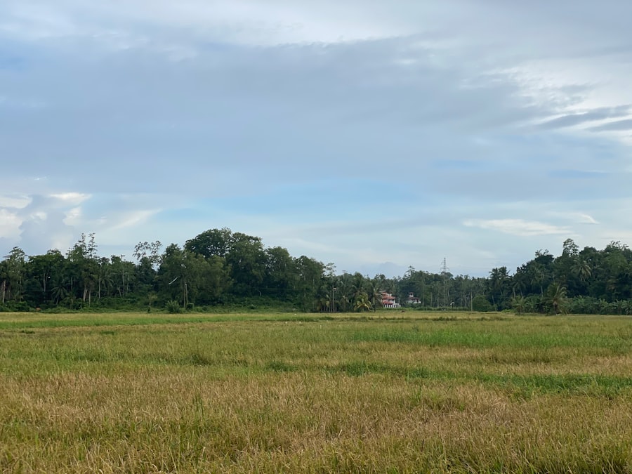 Photo Sativa field