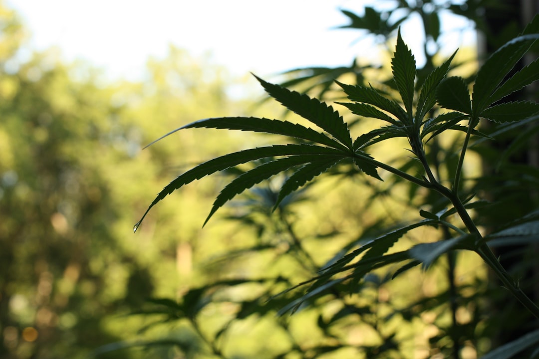 Photo Cannabis plant
