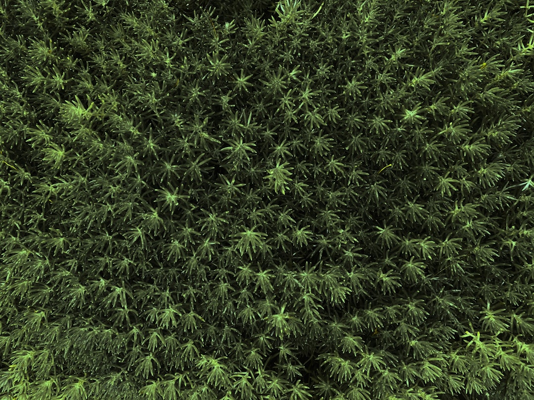 Photo Cannabis field