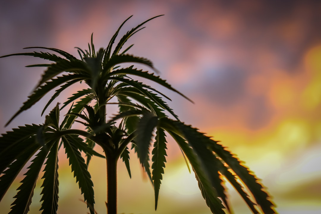 Photo Sativa buds