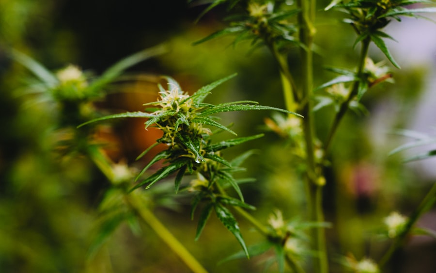 Photo Sativa buds