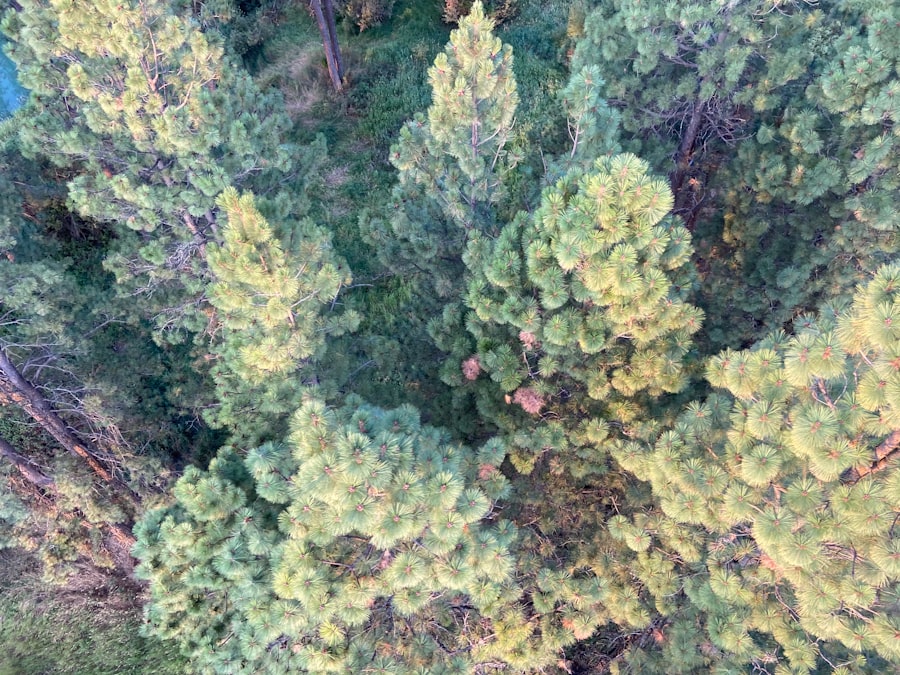 Photo Cannabis field