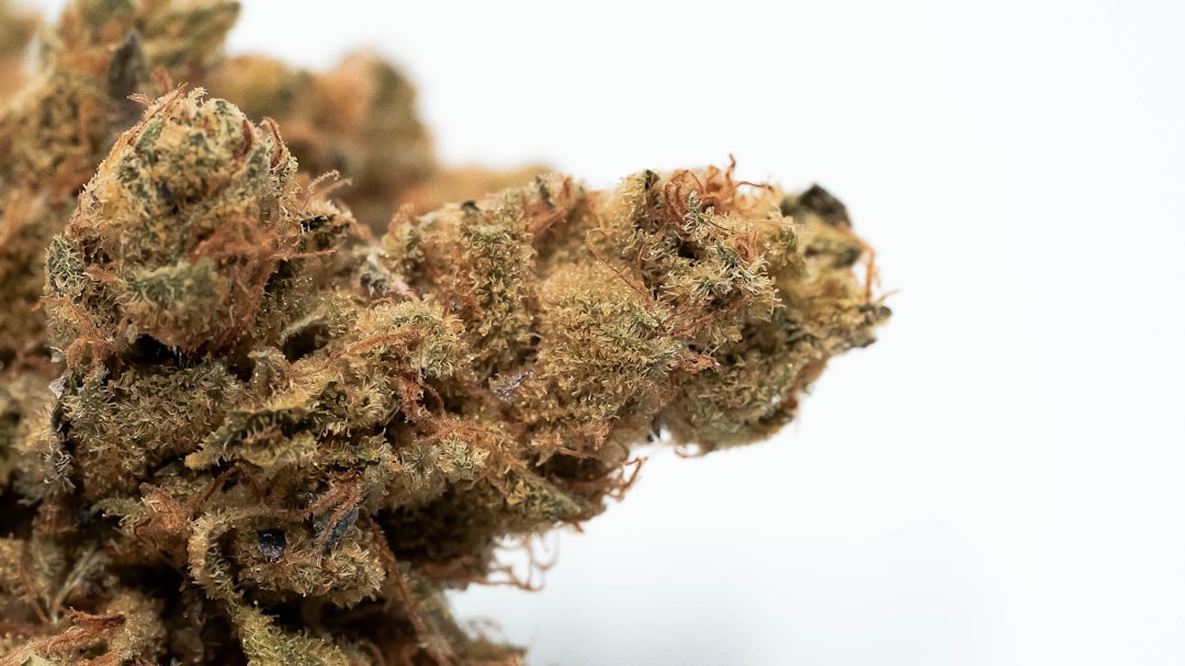 Photo Cannabis plants