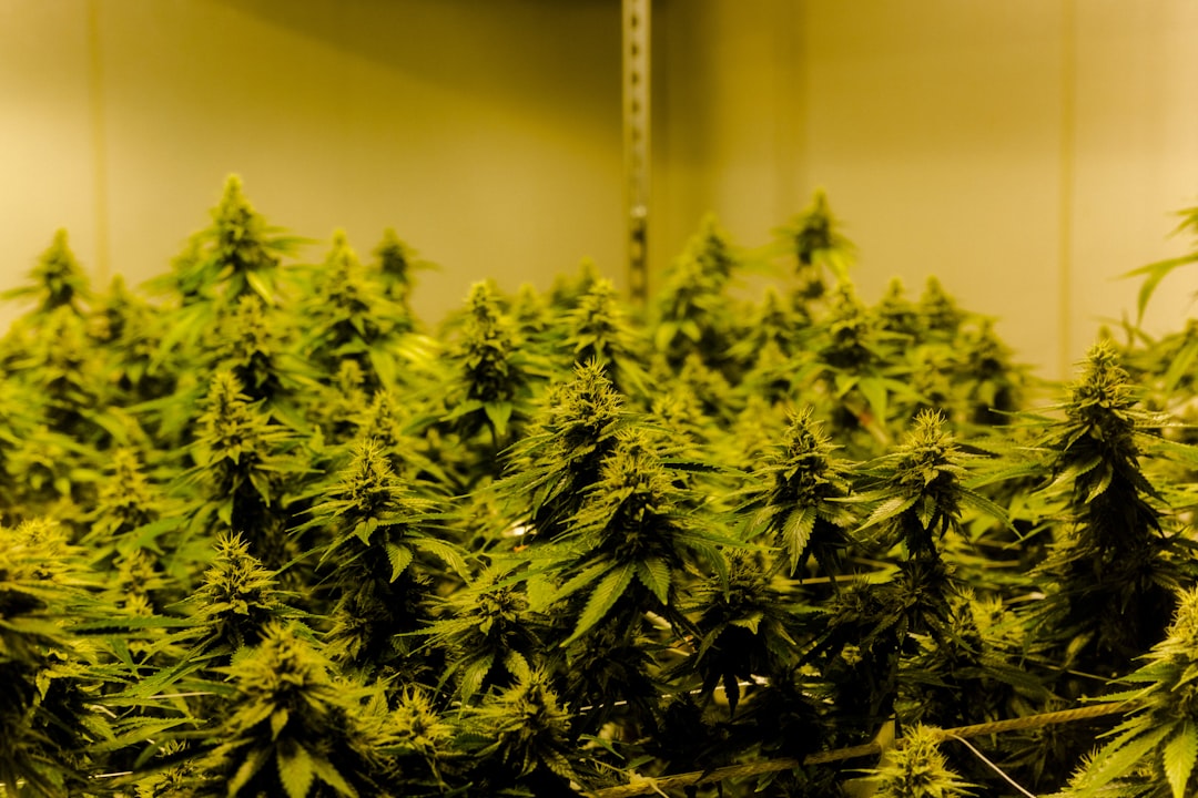 Photo Cannabis plant