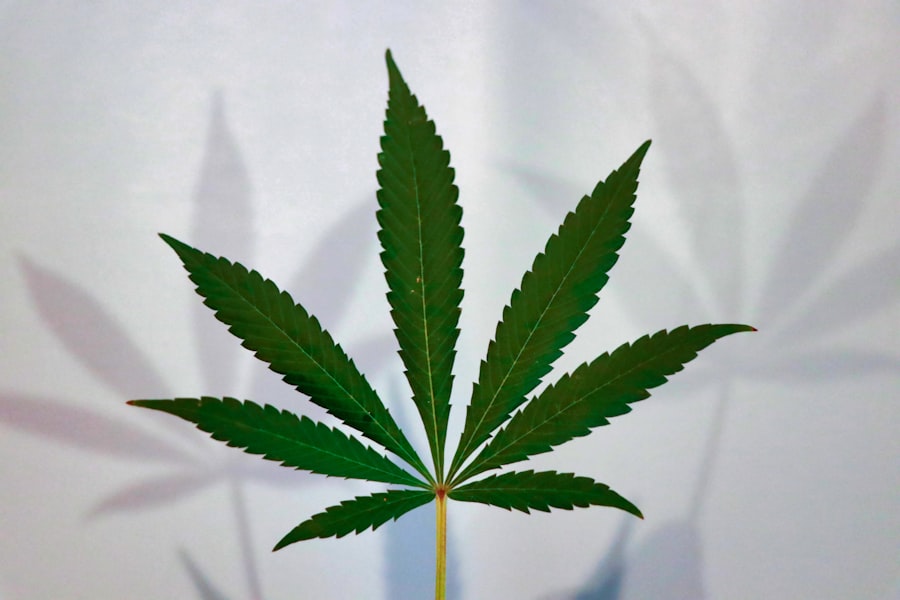 Photo Cannabis leaf