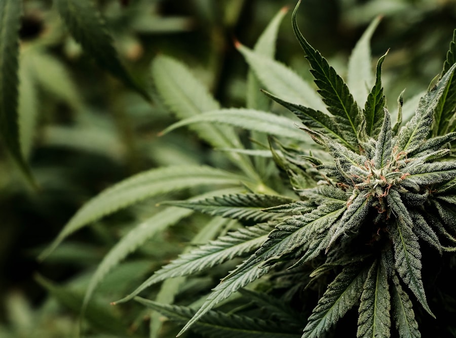 Photo Cannabis plant