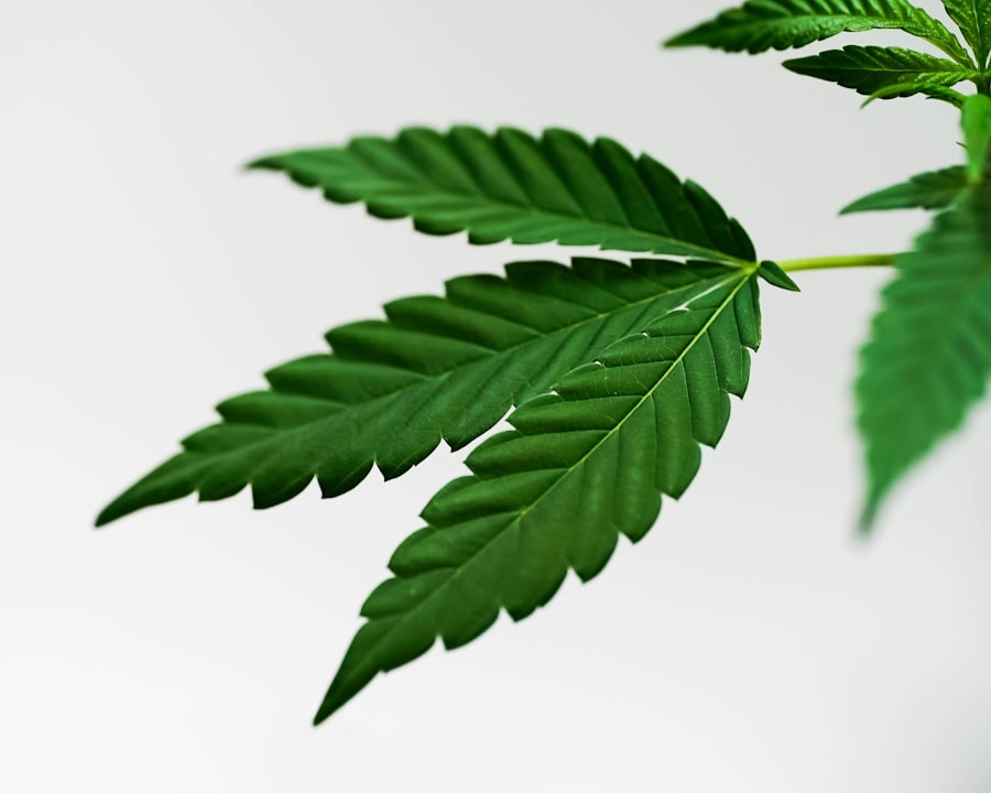 Photo Cannabis plants